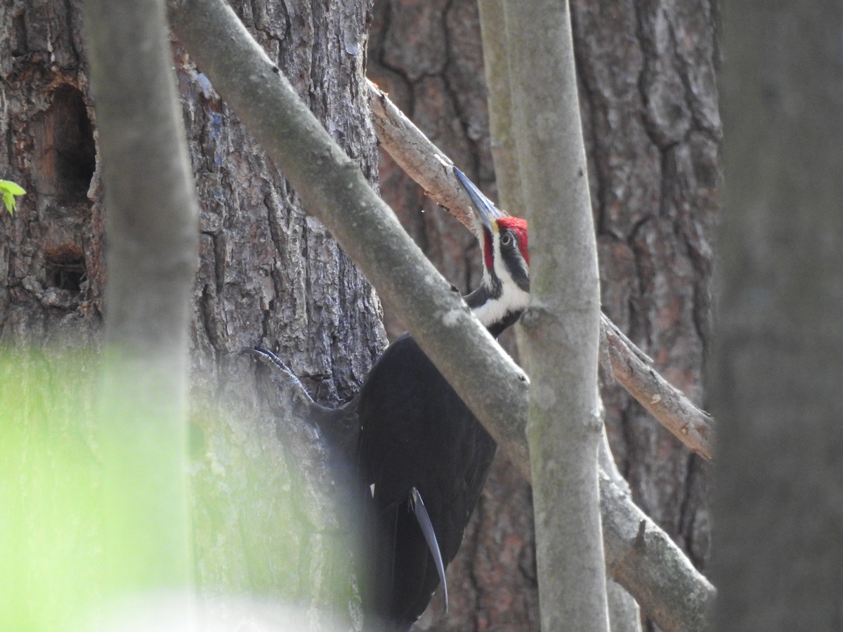 Pileated Woodpecker - Zach Schwartz-Weinstein