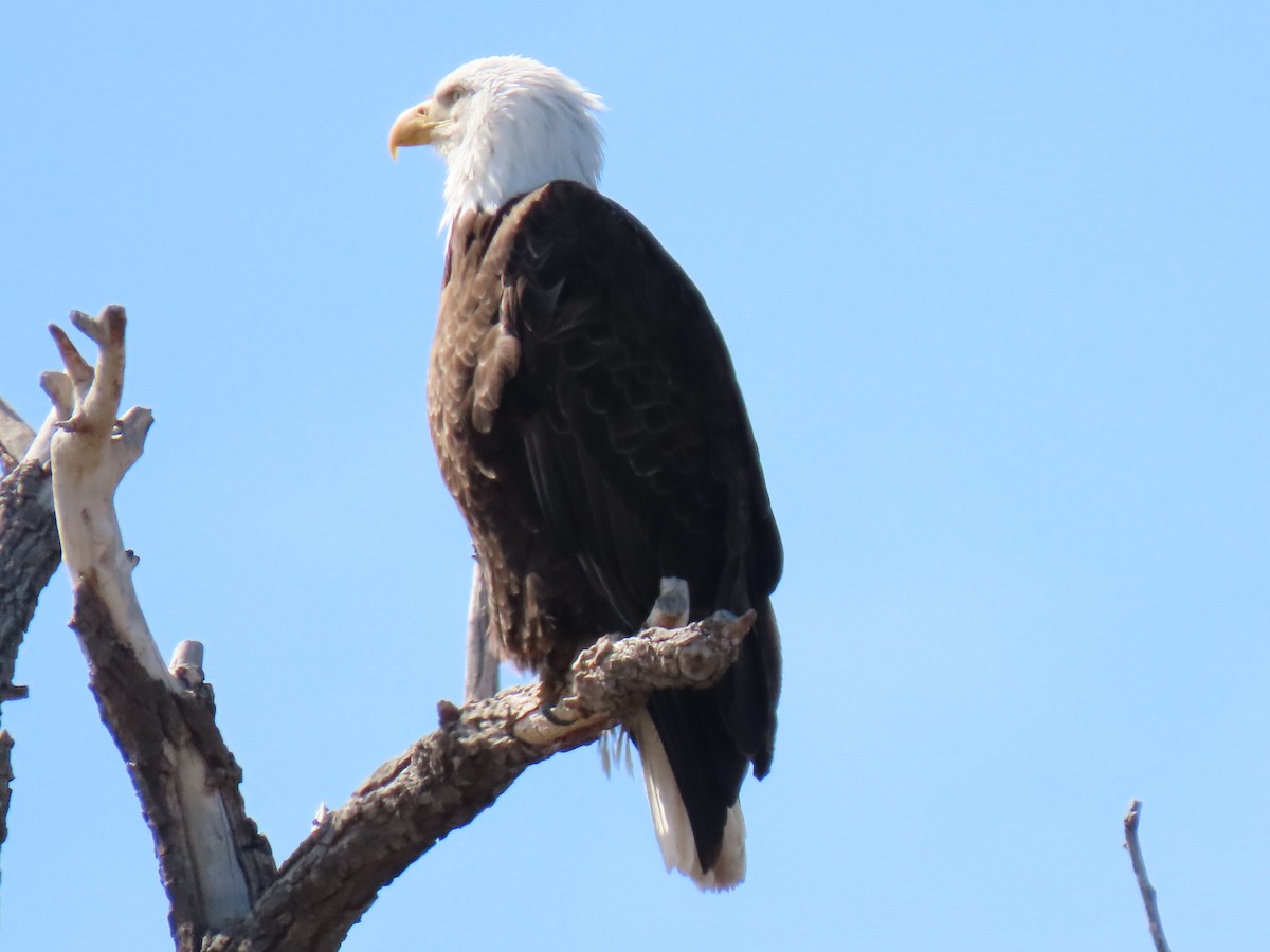 Bald Eagle - ML562963061