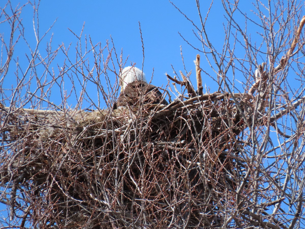 Bald Eagle - ML562963071