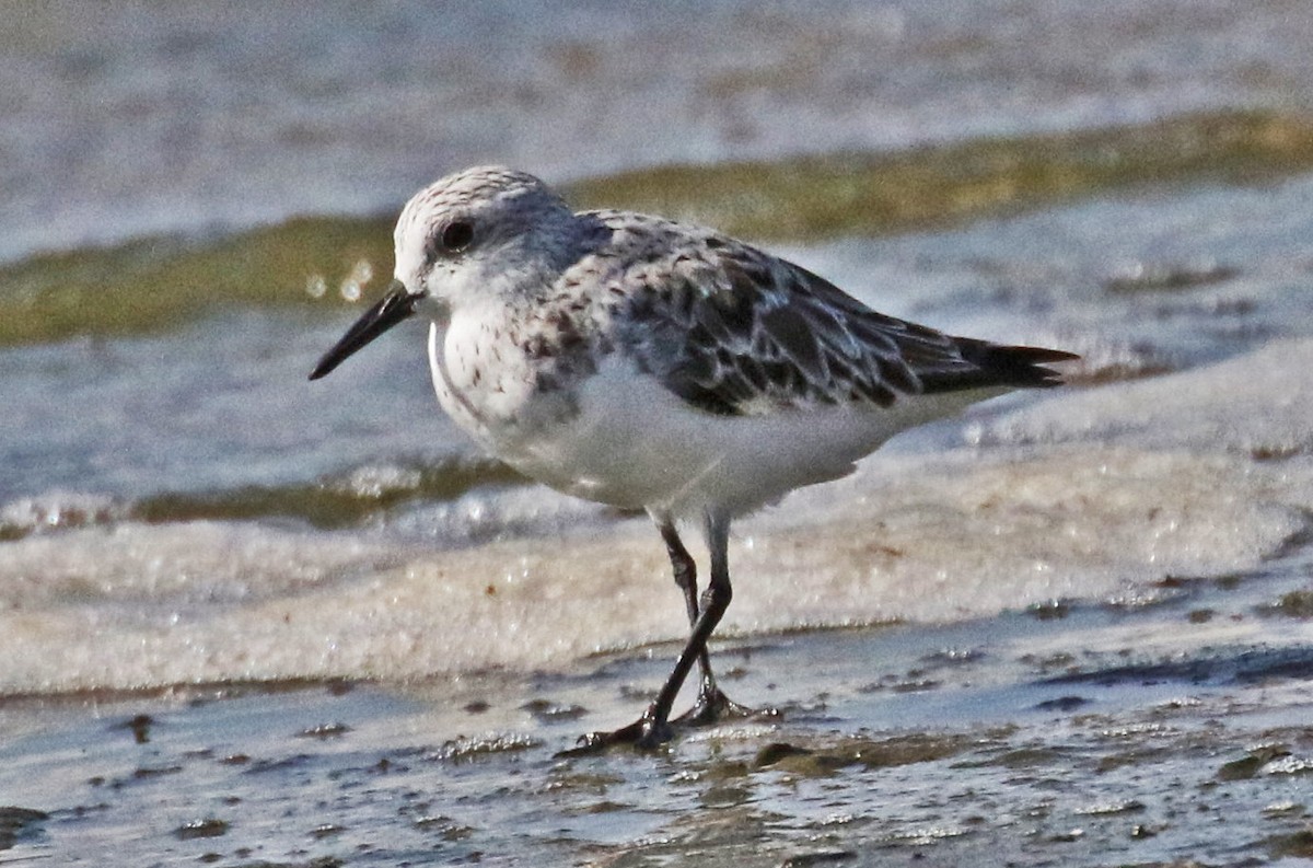 Sanderling - ML562964391