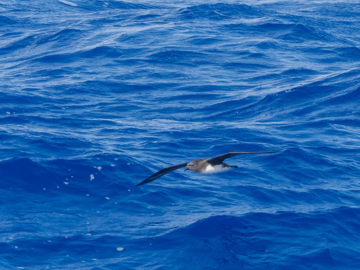 Phoenix Petrel - Mike Greenfelder