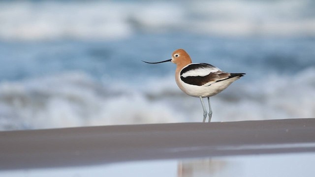 Avoceta Americana - ML562964971