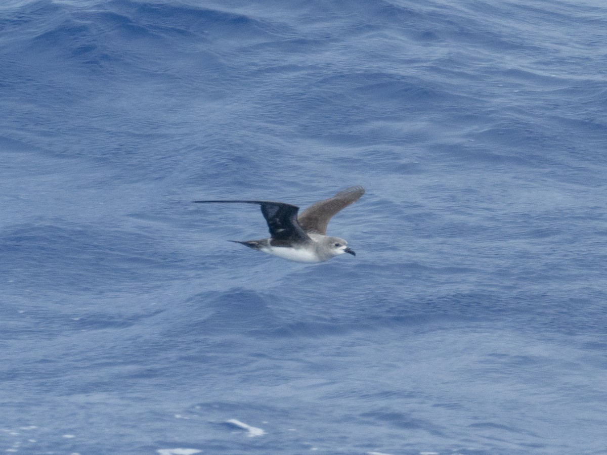 Herald Petrel - Mike Greenfelder