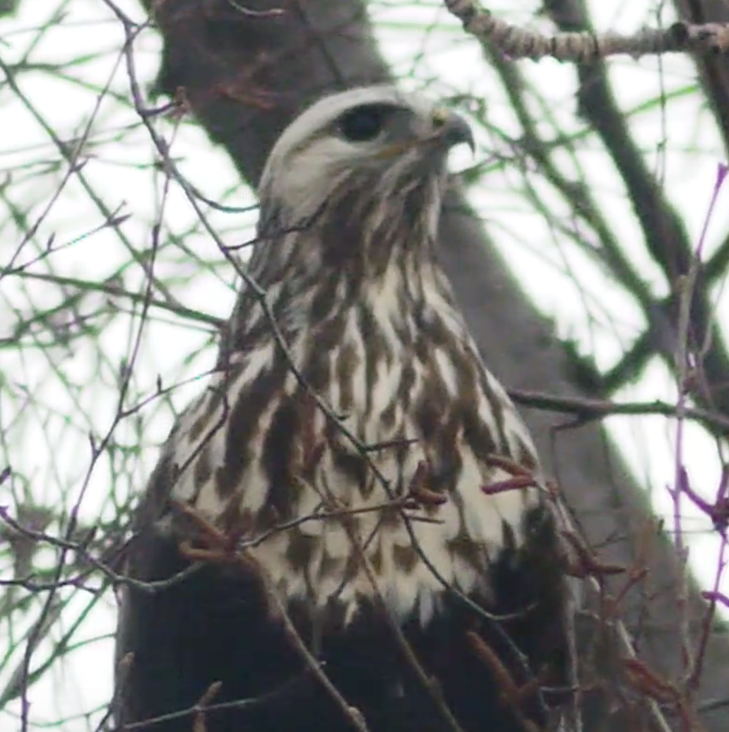 Rough-legged Hawk - ML562965251