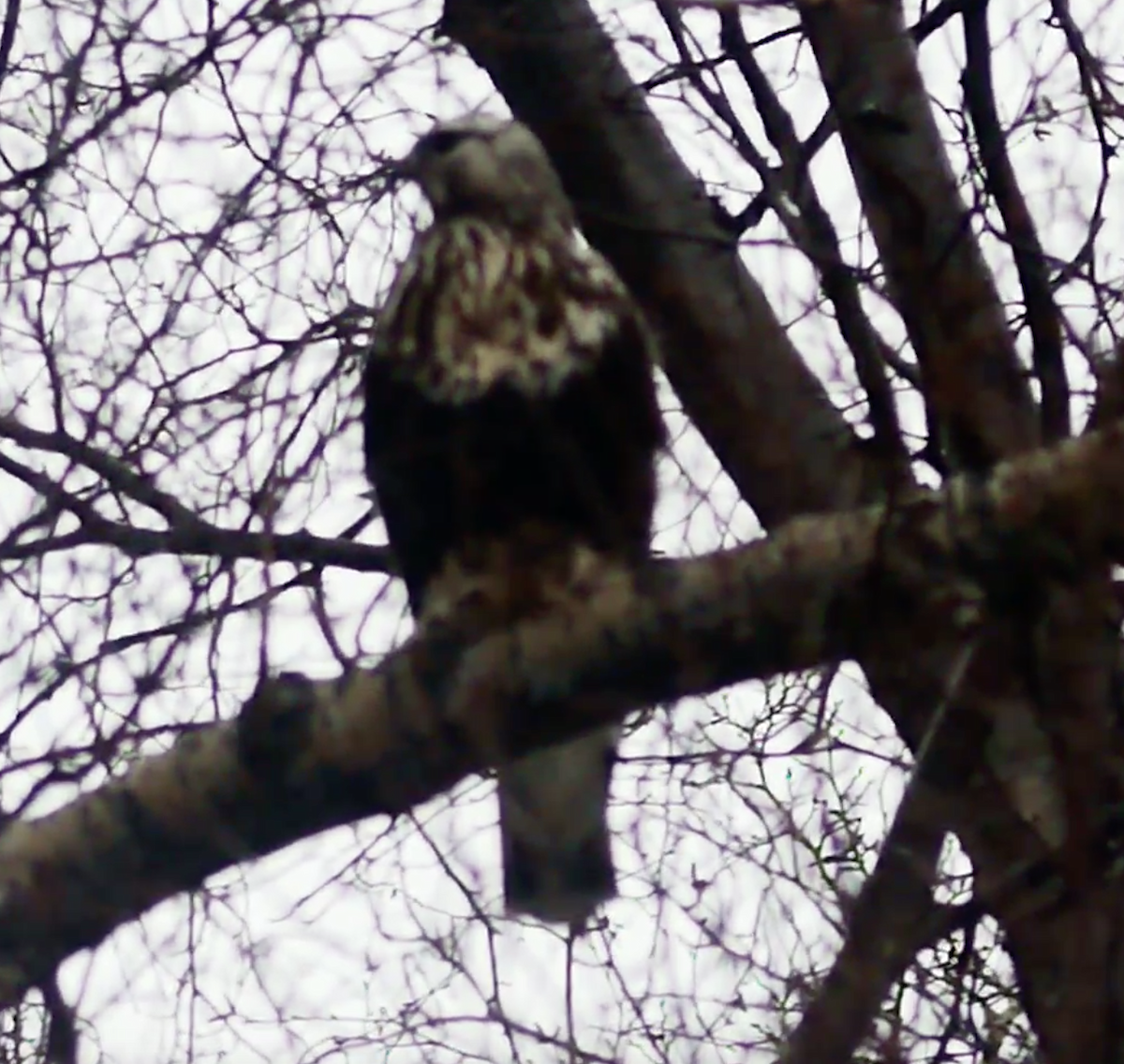 Rough-legged Hawk - ML562965261