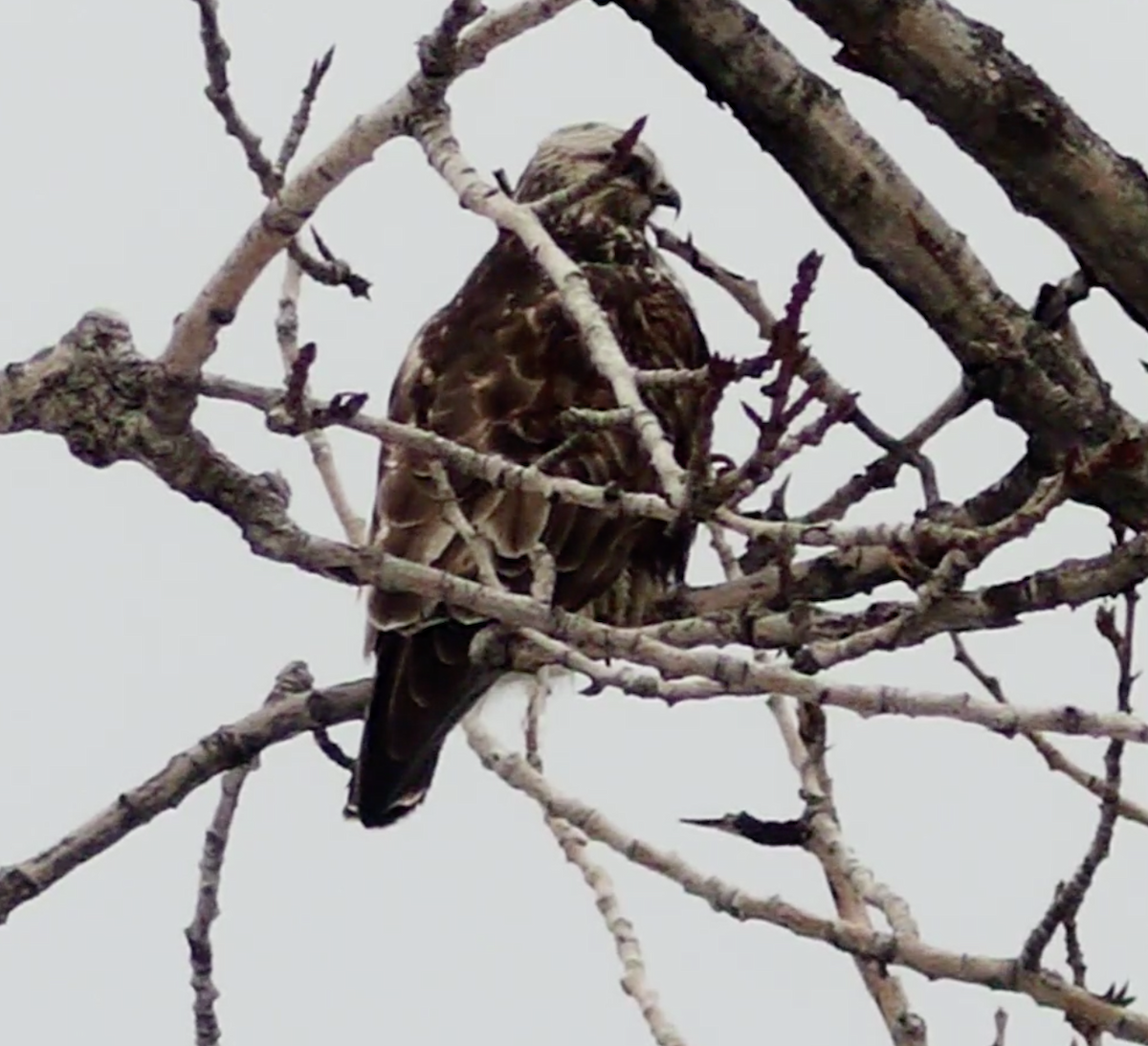 Rough-legged Hawk - ML562965271