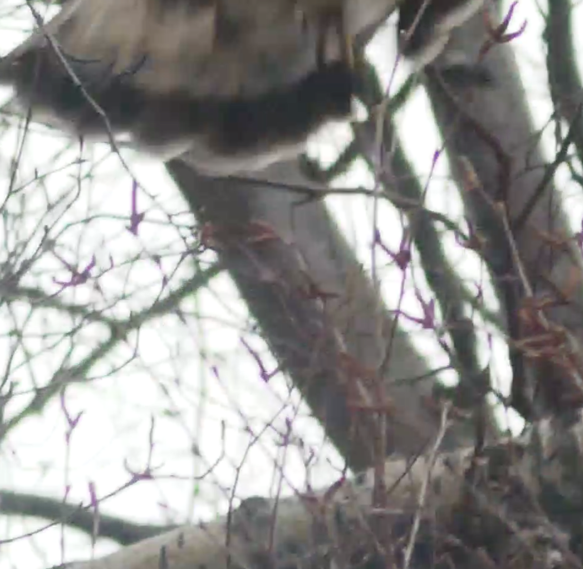 Rough-legged Hawk - ML562965281