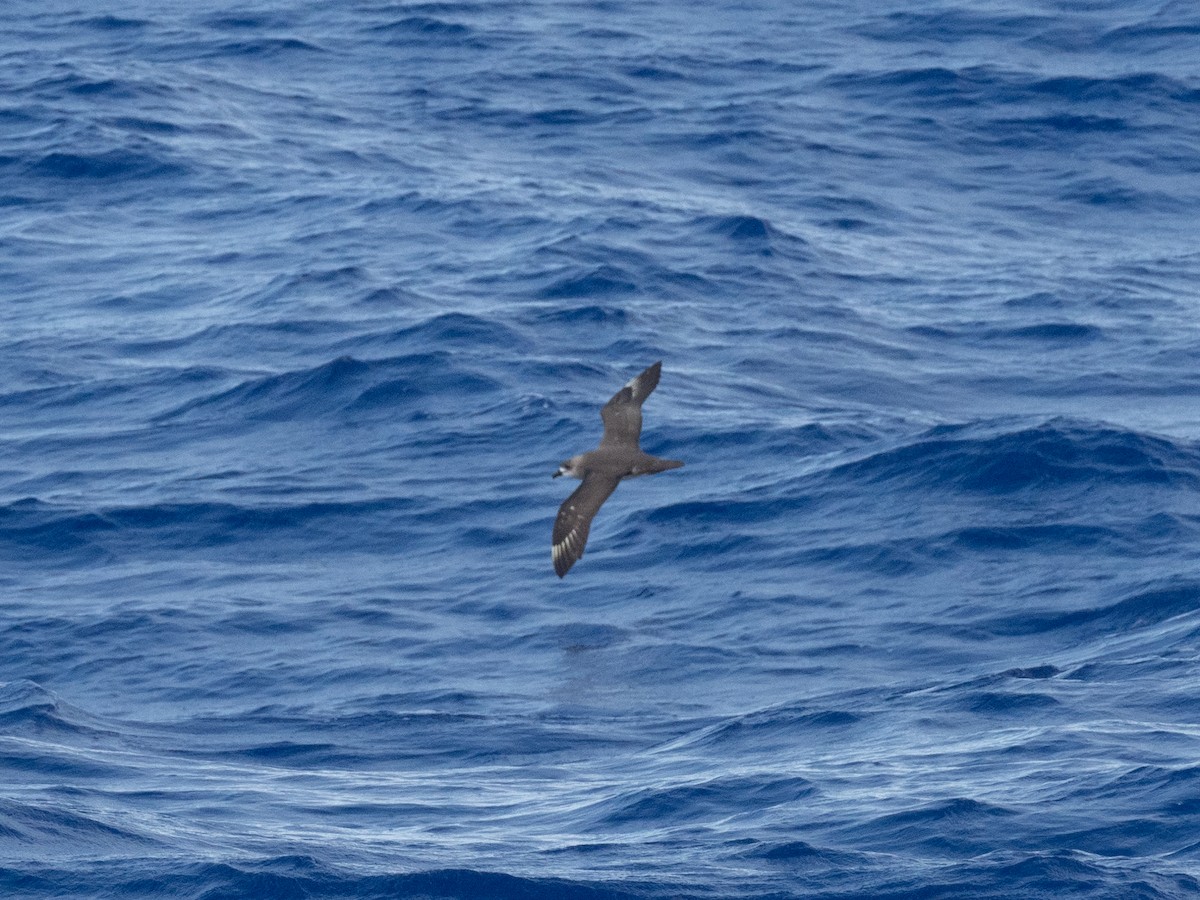 Kermadec Petrel - ML562965421