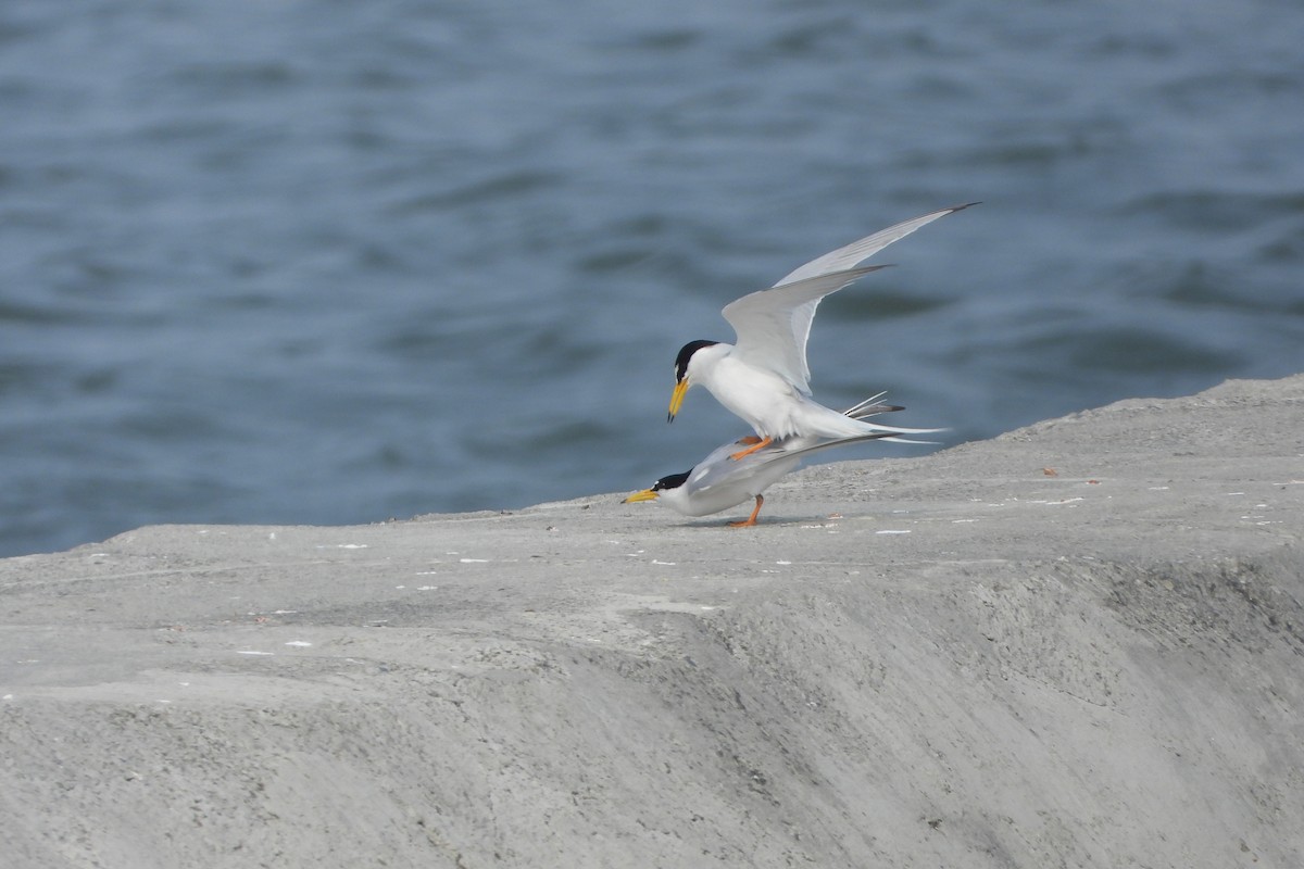 Little Tern - HsuehHung Chang