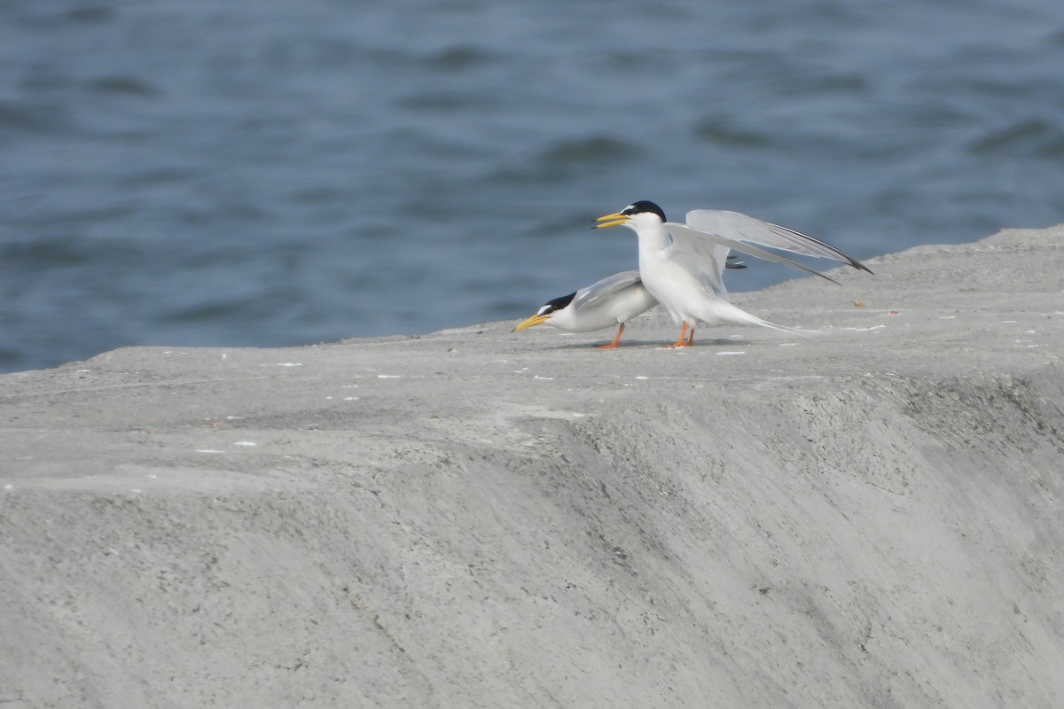 Little Tern - ML562965951