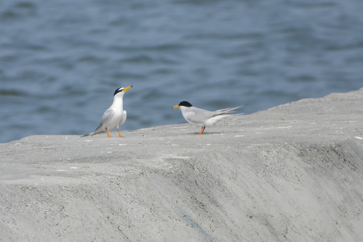 Little Tern - ML562966031