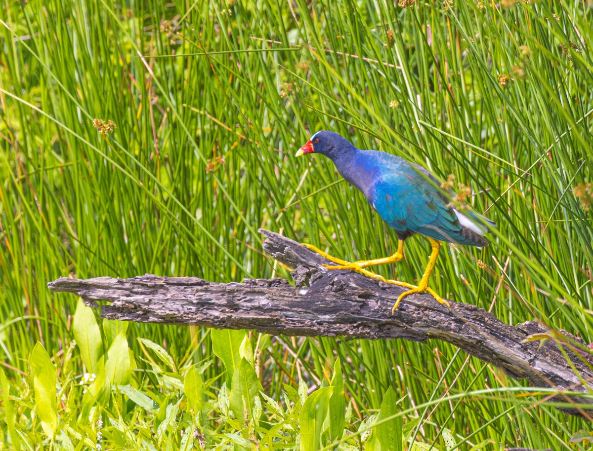 Purple Gallinule - ML562966111