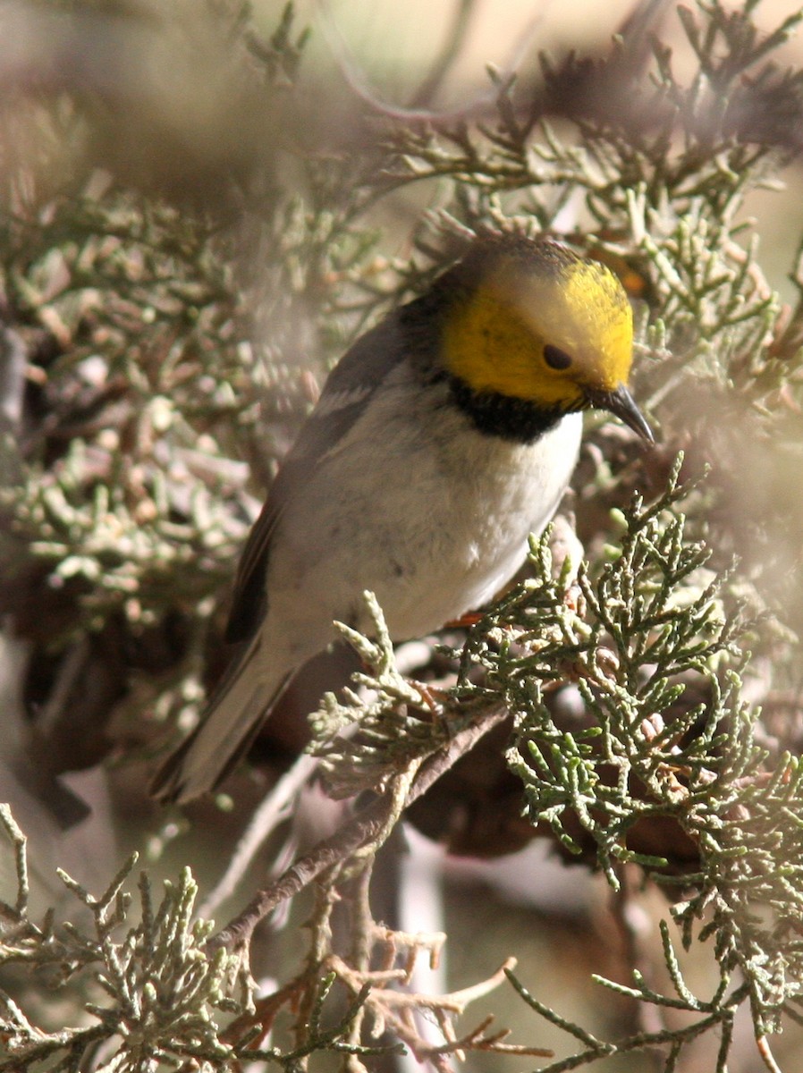 Hermit Warbler - ML562966221