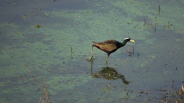 Bronze-winged Jacana - ML562966471