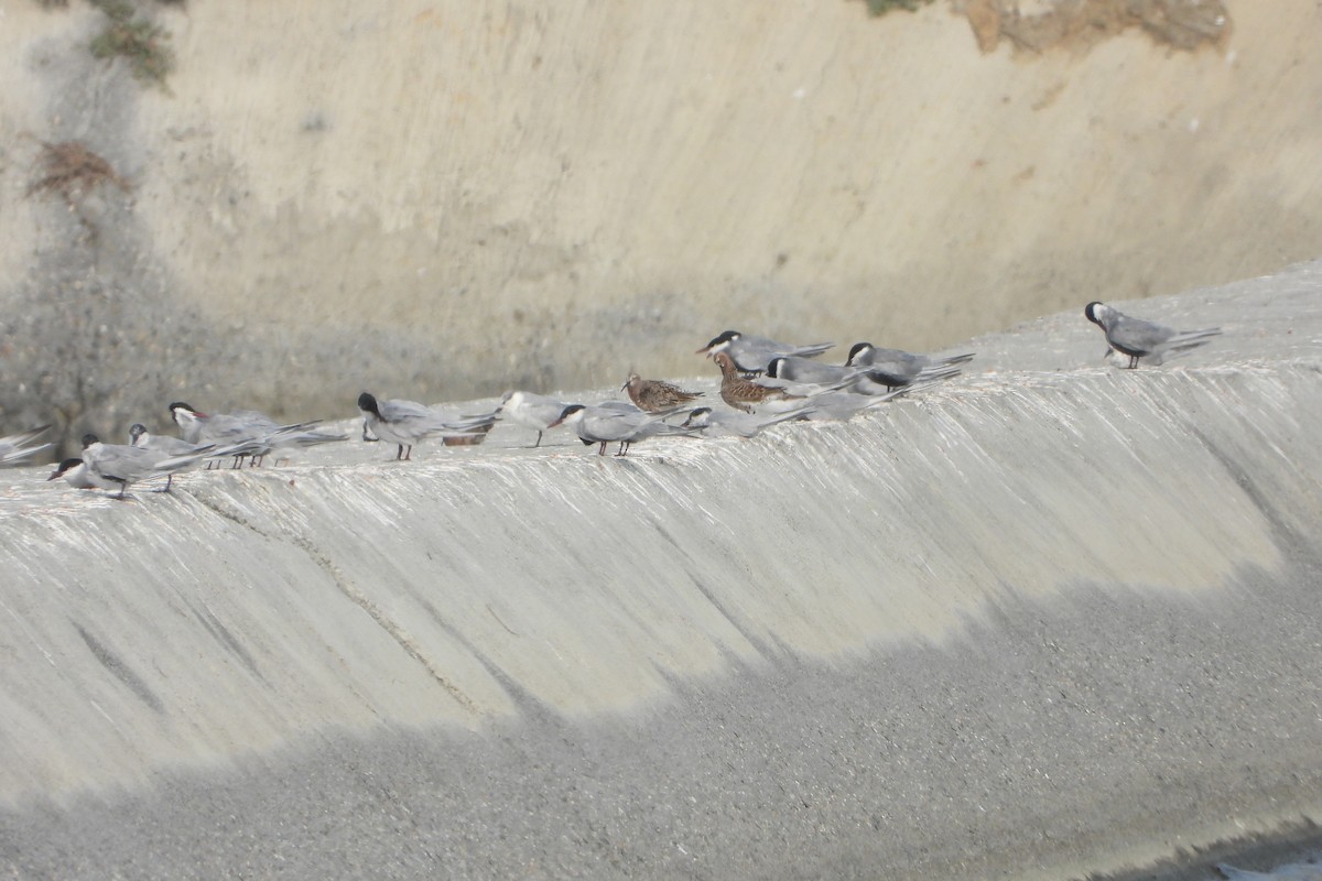 Curlew Sandpiper - ML562966531