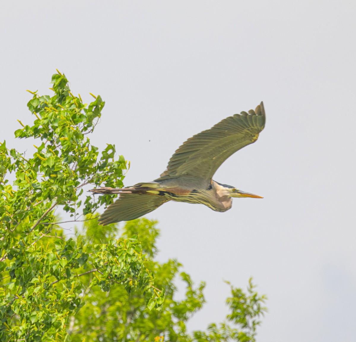 Great Blue Heron - Harvey Laas