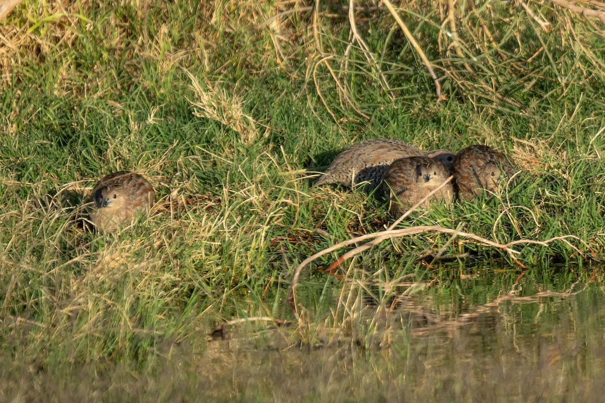 Brown Quail - Keith Wilcox