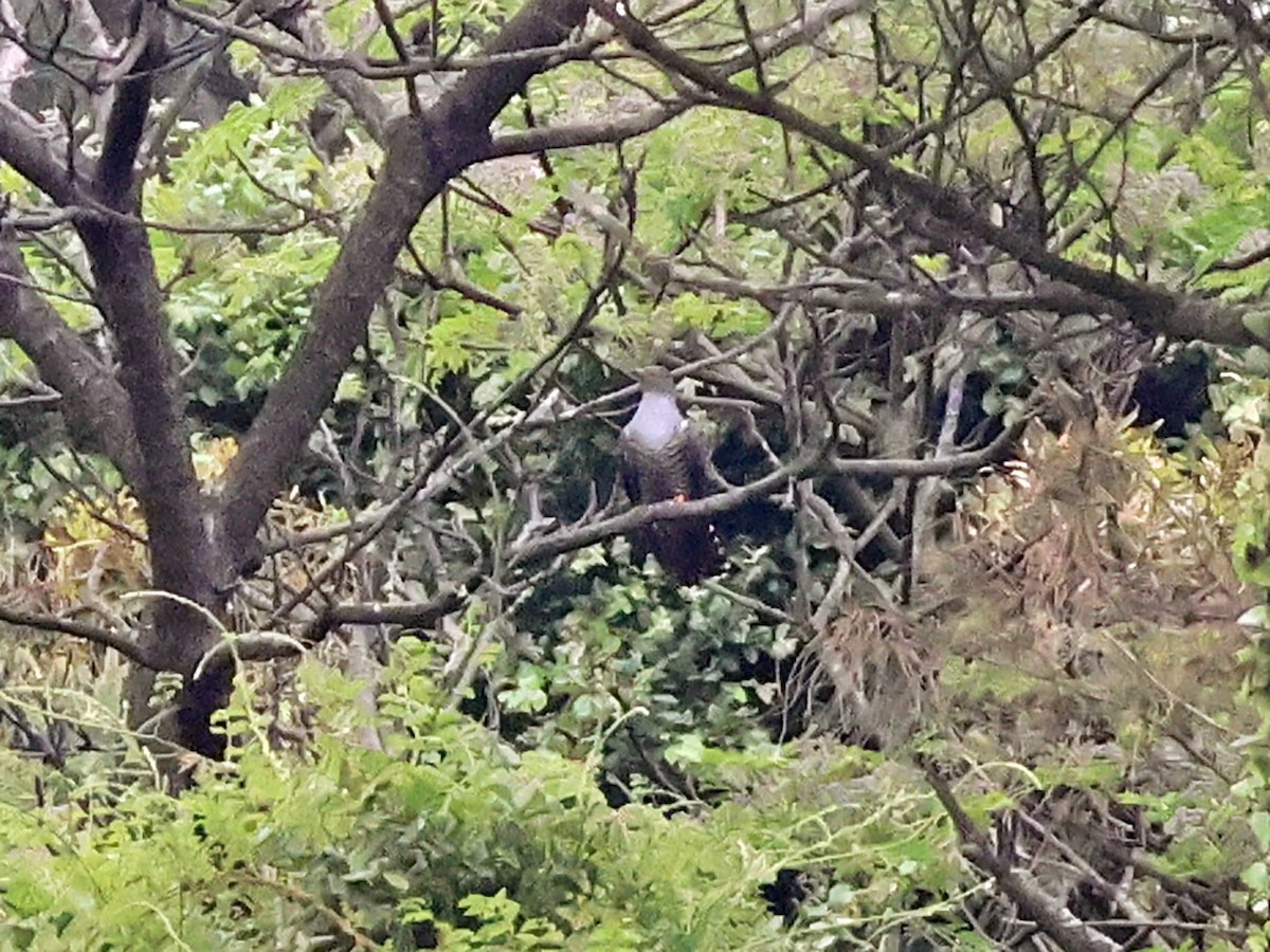 Oriental Cuckoo - ML562966941