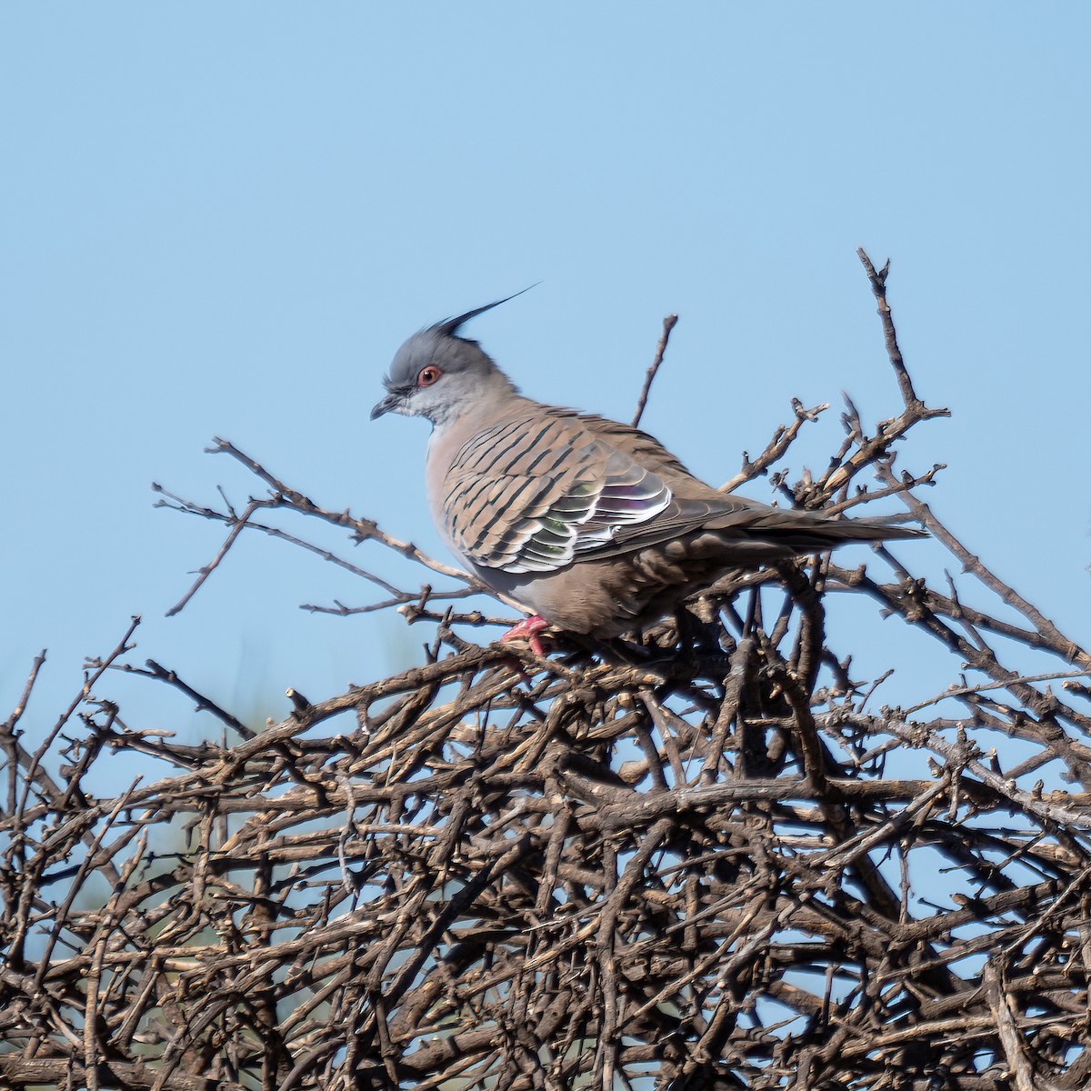 Crested Pigeon - Keith Wilcox