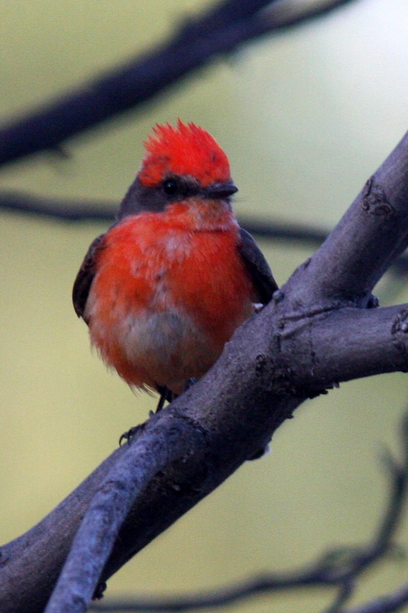 Vermilion Flycatcher - David Sidle