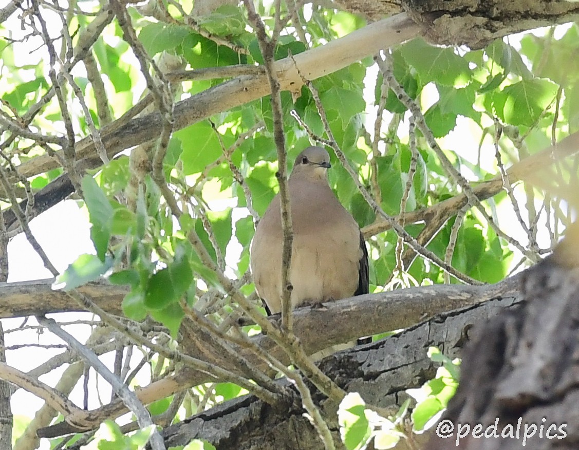 White-tipped Dove - ML562967351