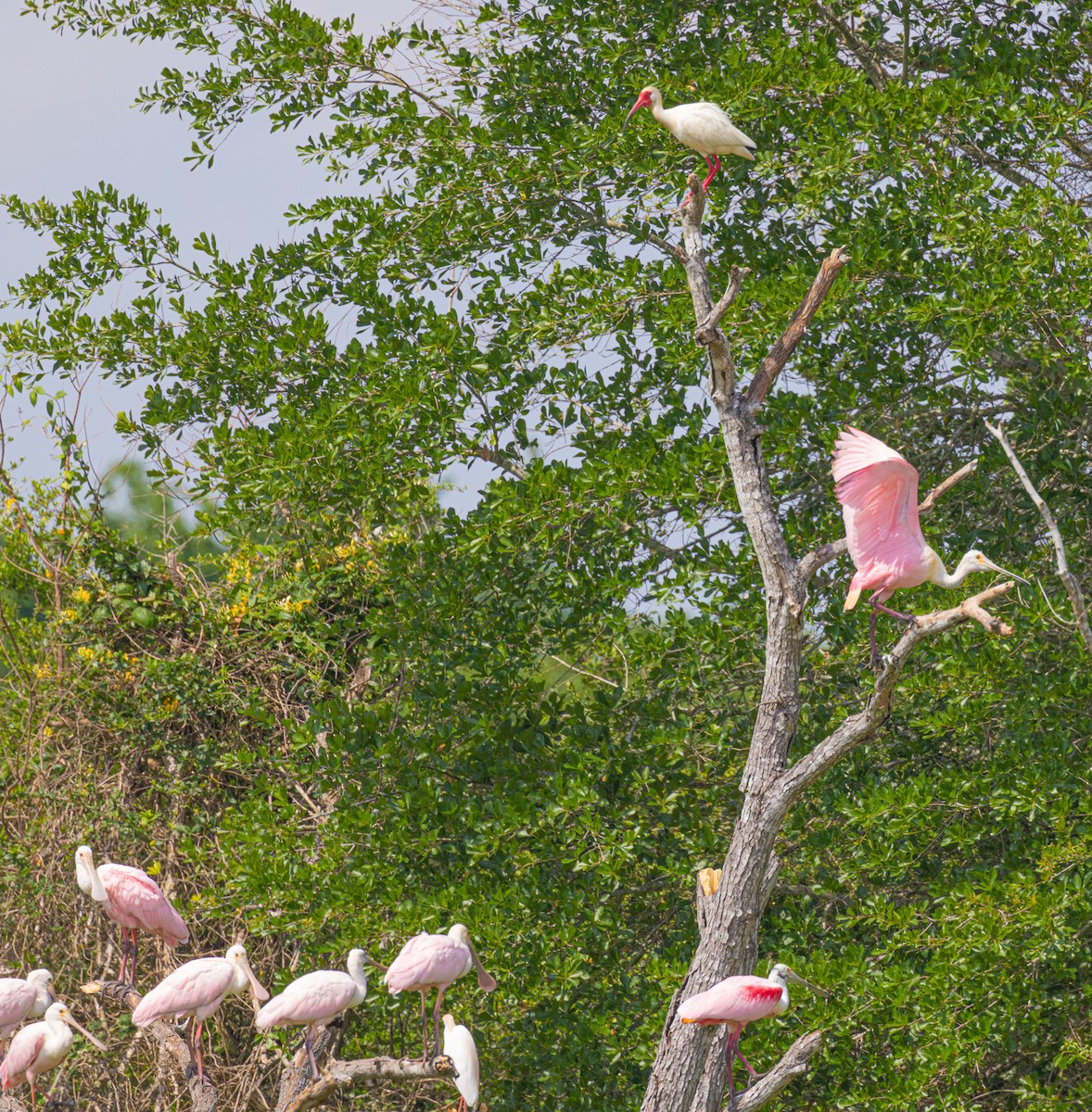 Roseate Spoonbill - ML562967431