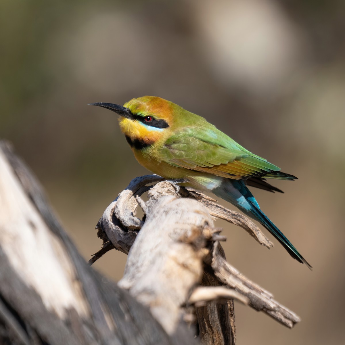 Rainbow Bee-eater - Keith Wilcox