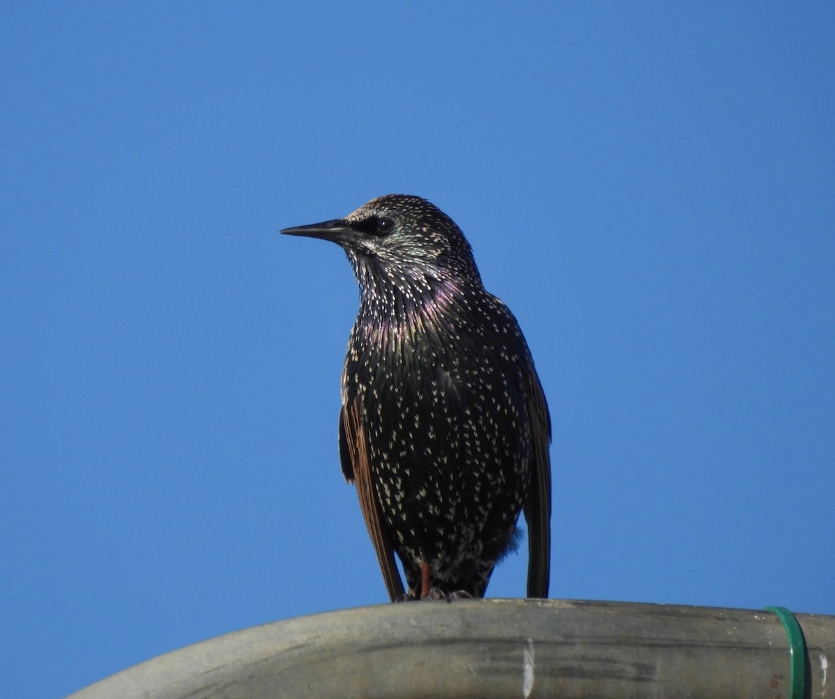 European Starling - ML562967731