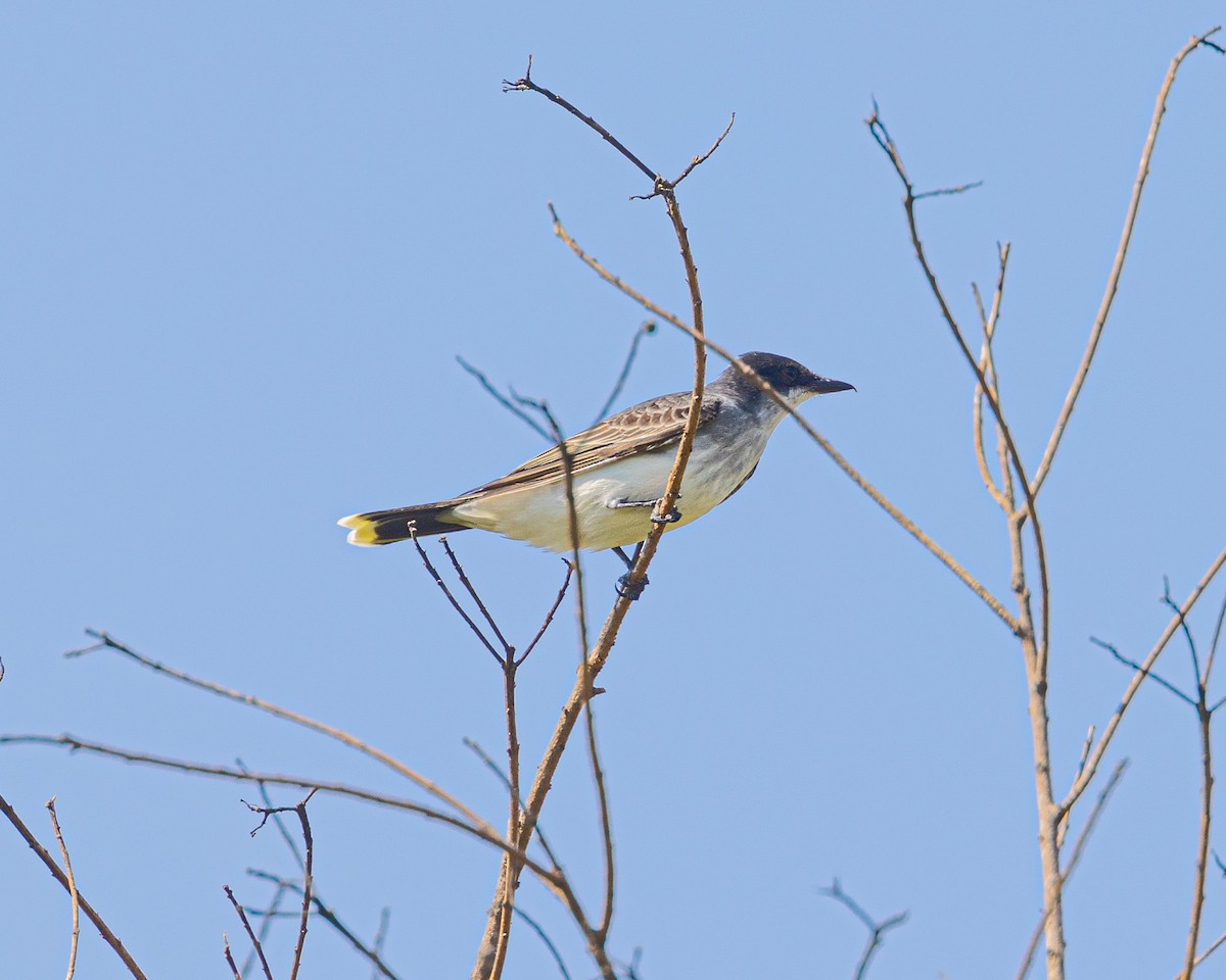 Eastern Kingbird - Harvey Laas