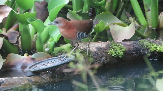 White-throated Crake (Rufous-faced) - ML562967991