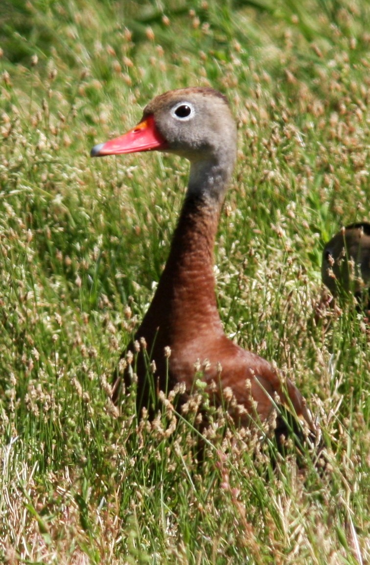 Dendrocygne à ventre noir - ML562970181