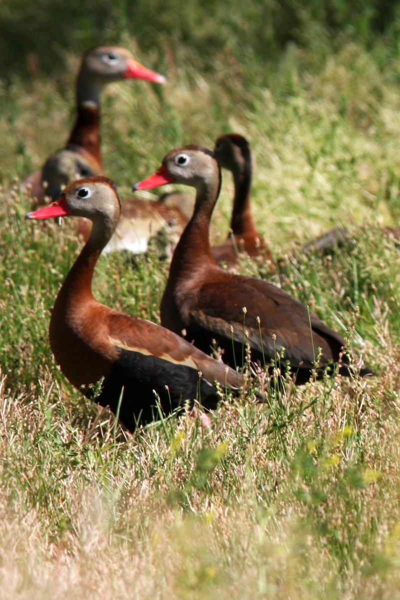 Black-bellied Whistling-Duck - David Sidle