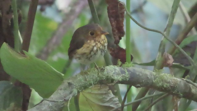 Ochre-breasted Antpitta - ML562970561