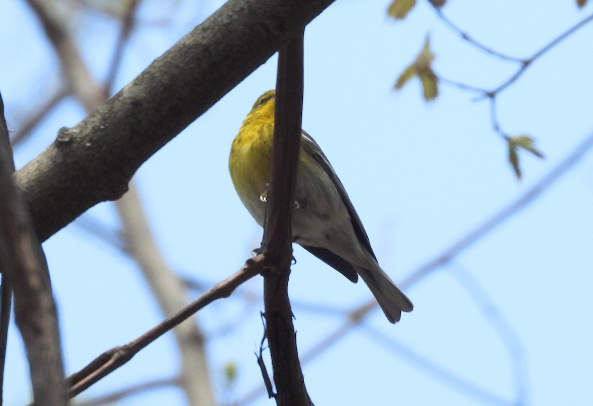 Pine Warbler - ML562970721