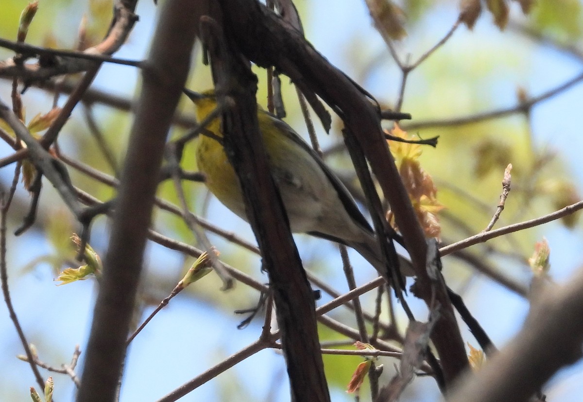 Pine Warbler - ML562970731