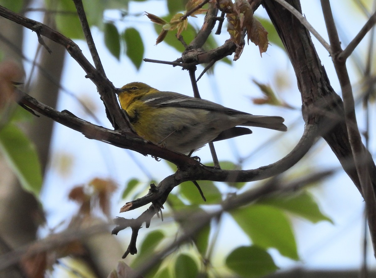 Pine Warbler - ML562970761