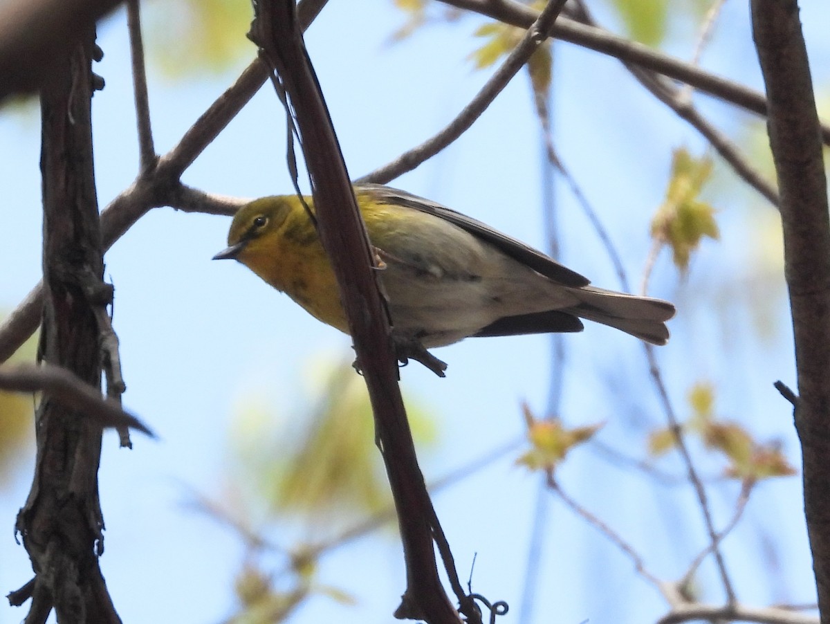 Pine Warbler - ML562970771