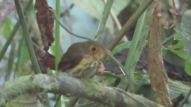 Ochre-breasted Antpitta - ML562970811