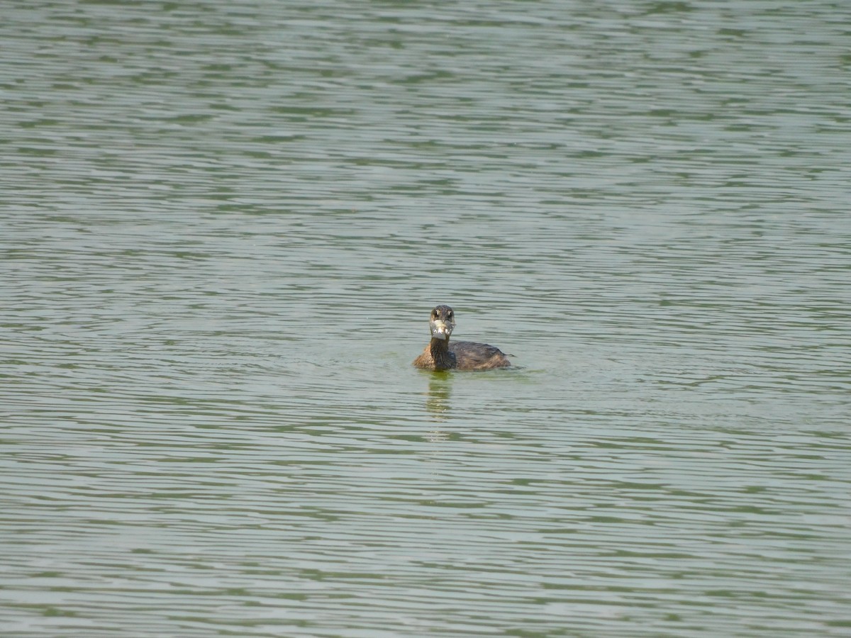 Pied-billed Grebe - ML562971301