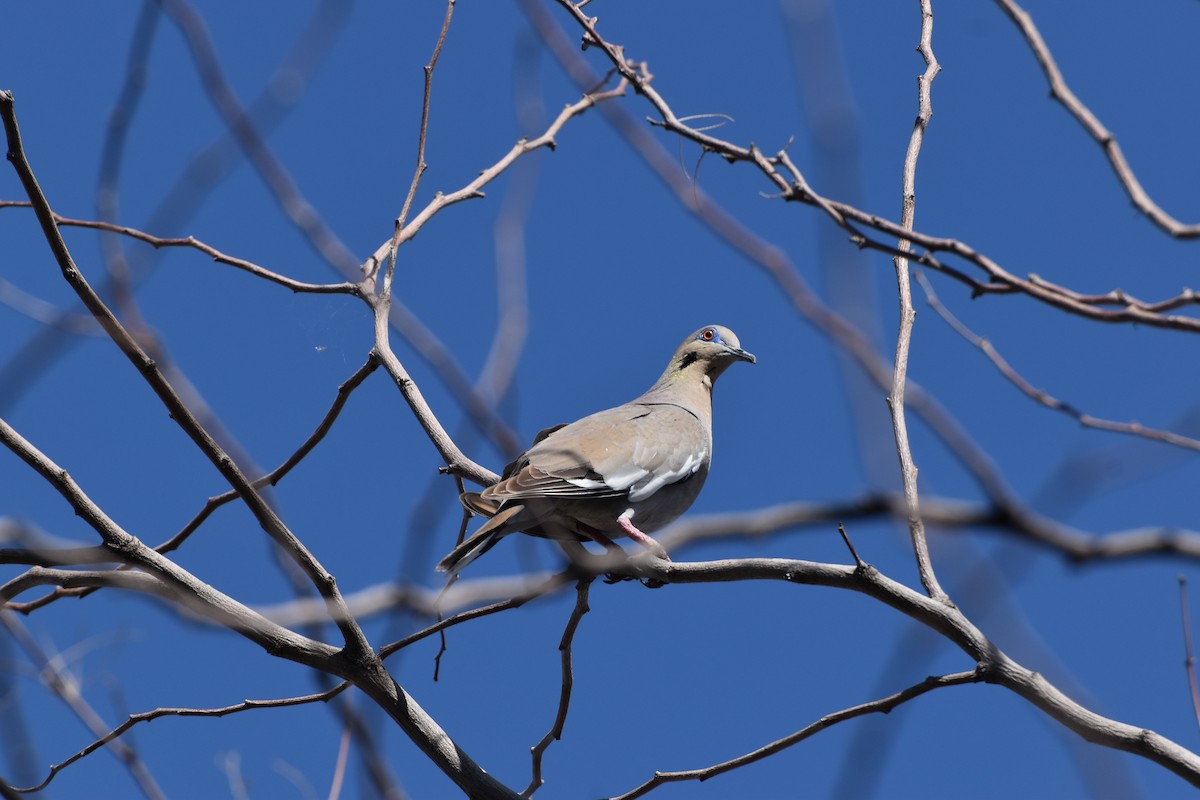 White-winged Dove - Joanne Morrissey