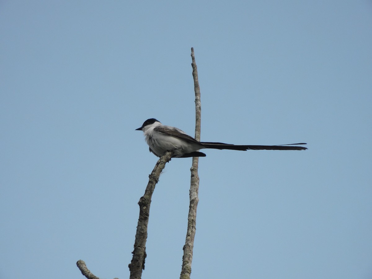 Fork-tailed Flycatcher - ML562971751