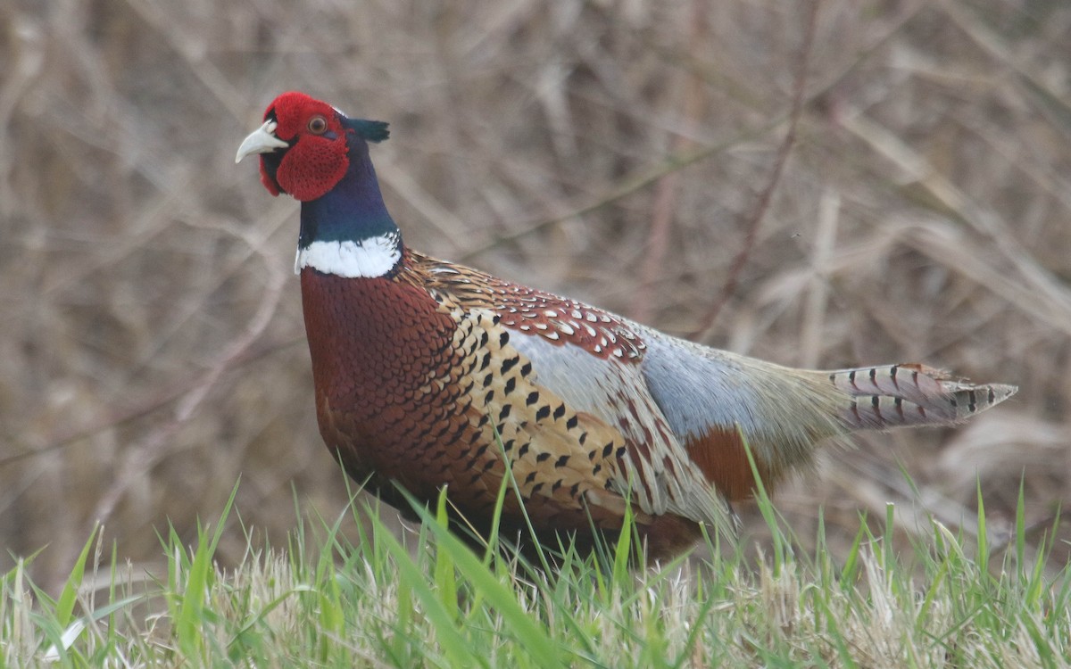 Ring-necked Pheasant - ML562971981