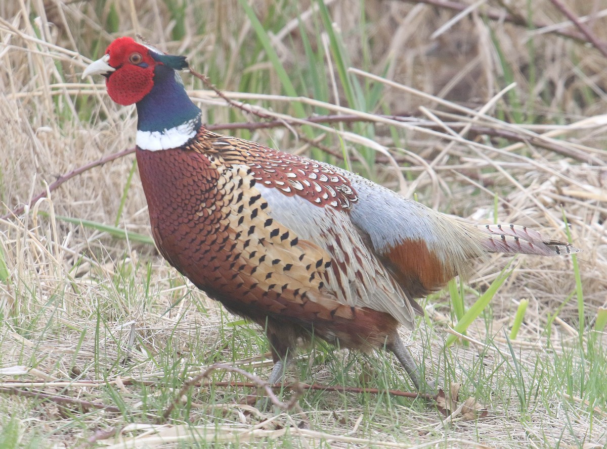 Ring-necked Pheasant - ML562971991