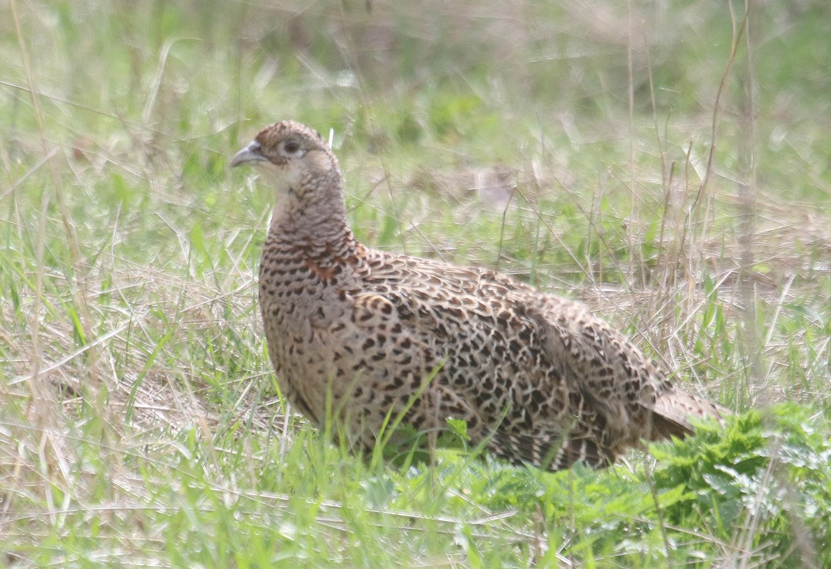 Ring-necked Pheasant - ML562972001