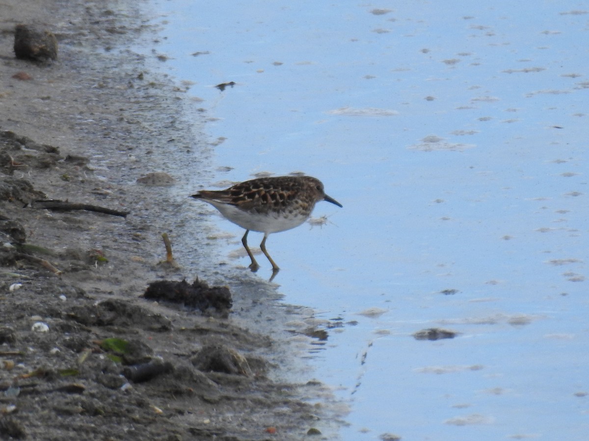 Least Sandpiper - ML56297201