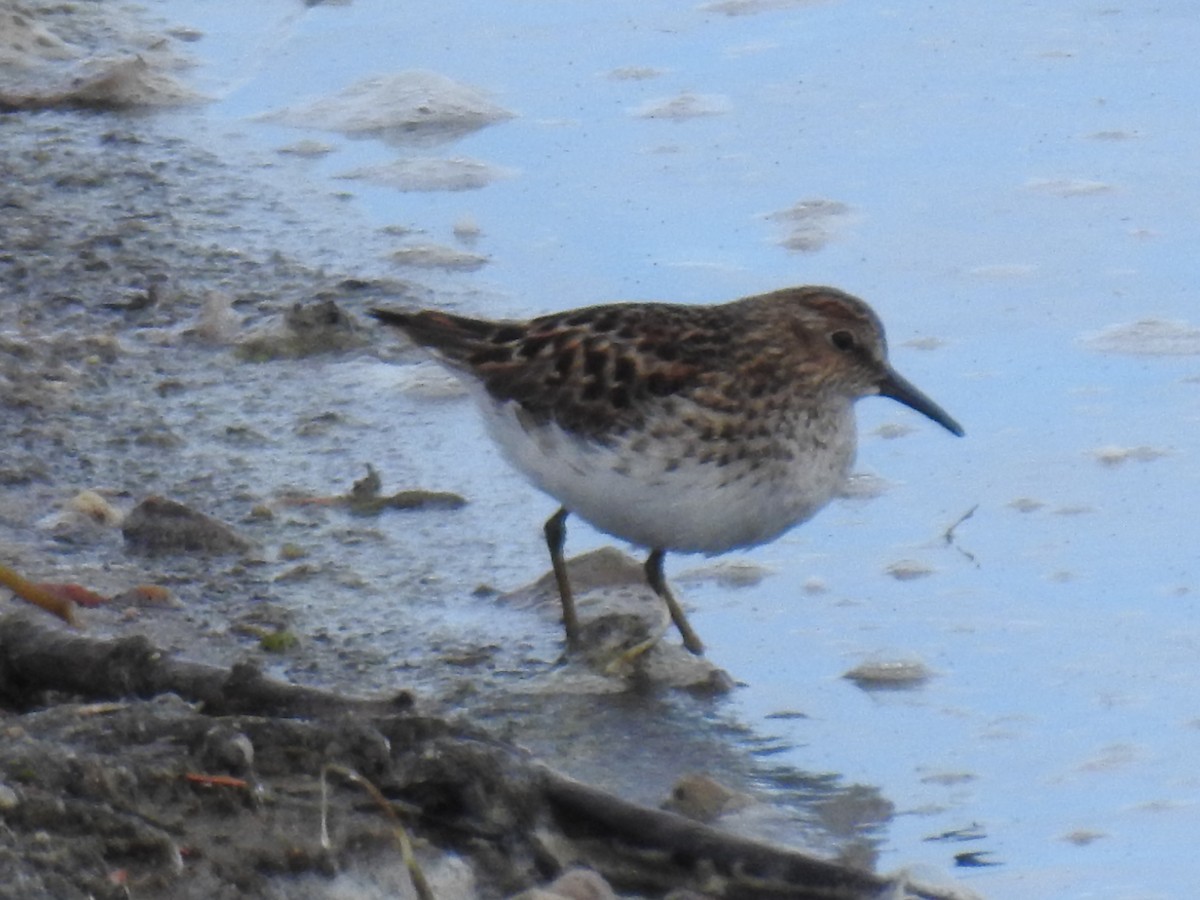 Least Sandpiper - ML56297231