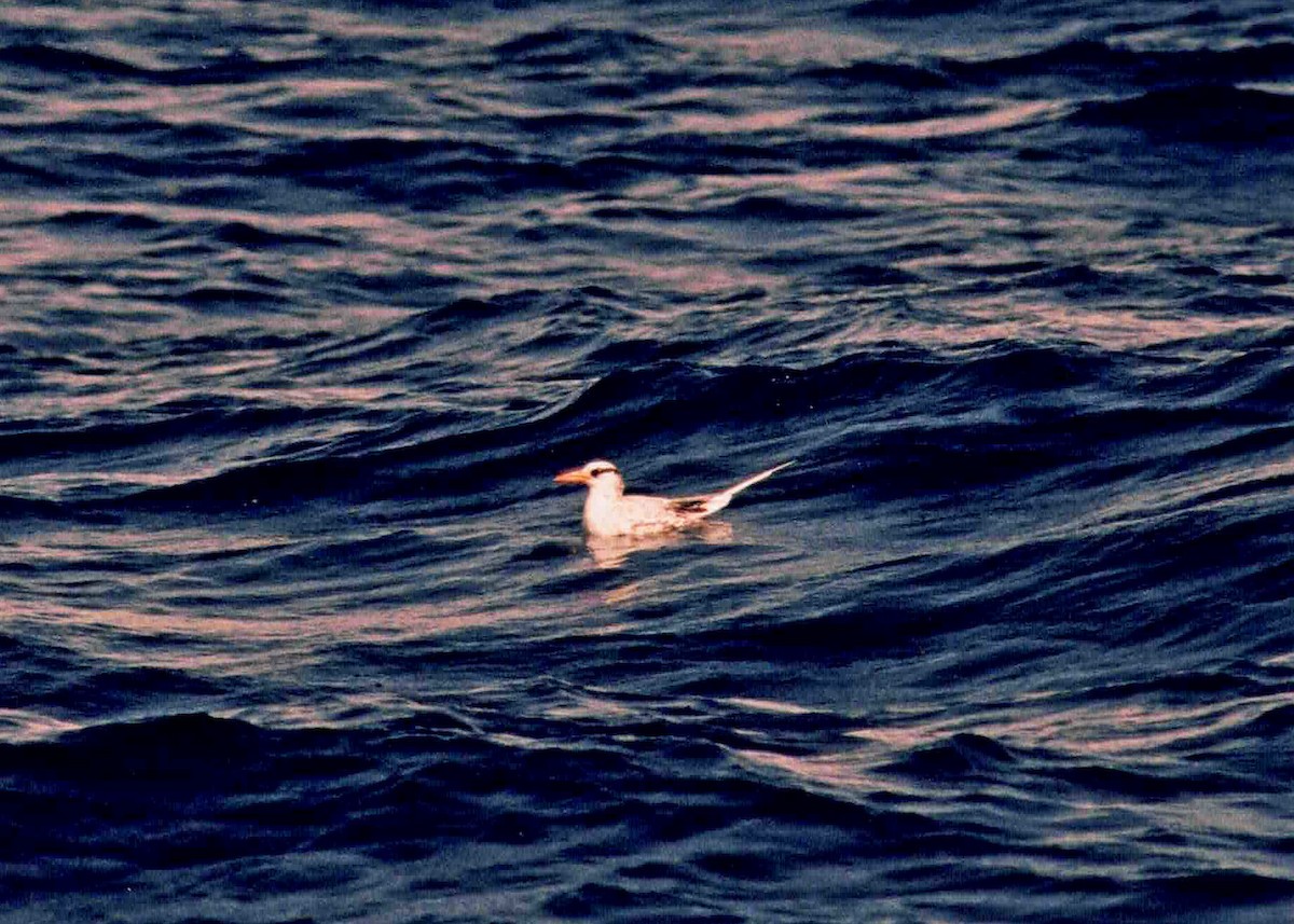 Red-billed Tropicbird - ML562972611