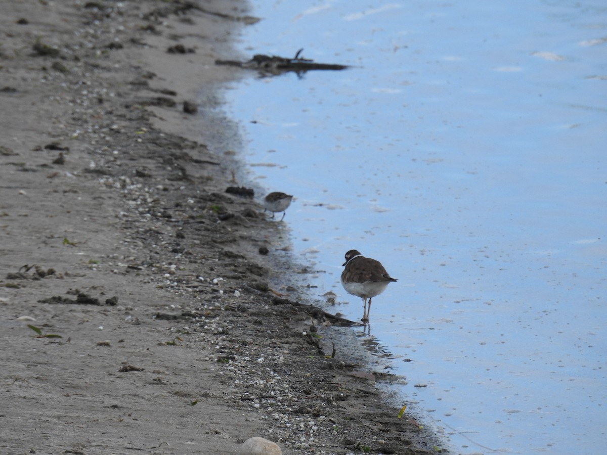 Least Sandpiper - ML56297271