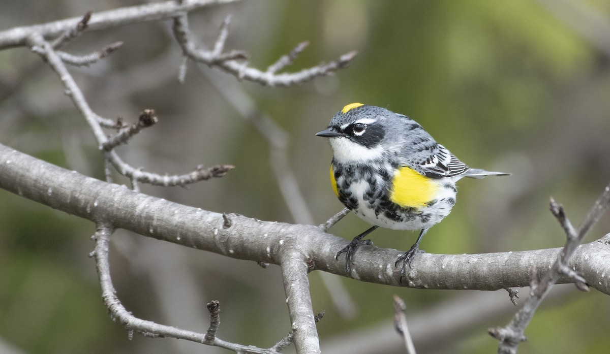 Yellow-rumped Warbler (Myrtle) - ML562976661
