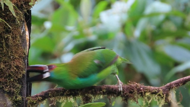 Crimson-rumped Toucanet - ML562976891